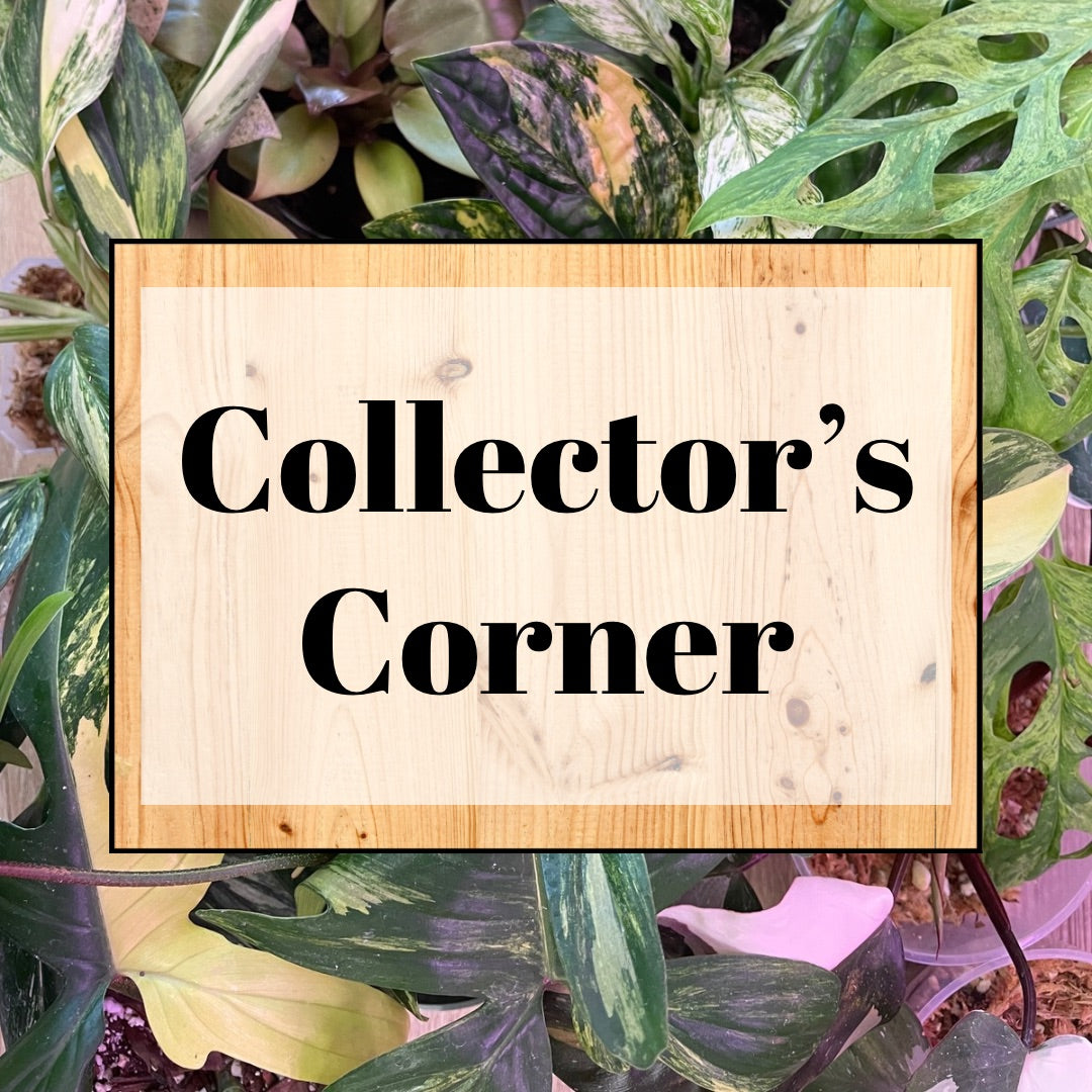 Collector’s Corner