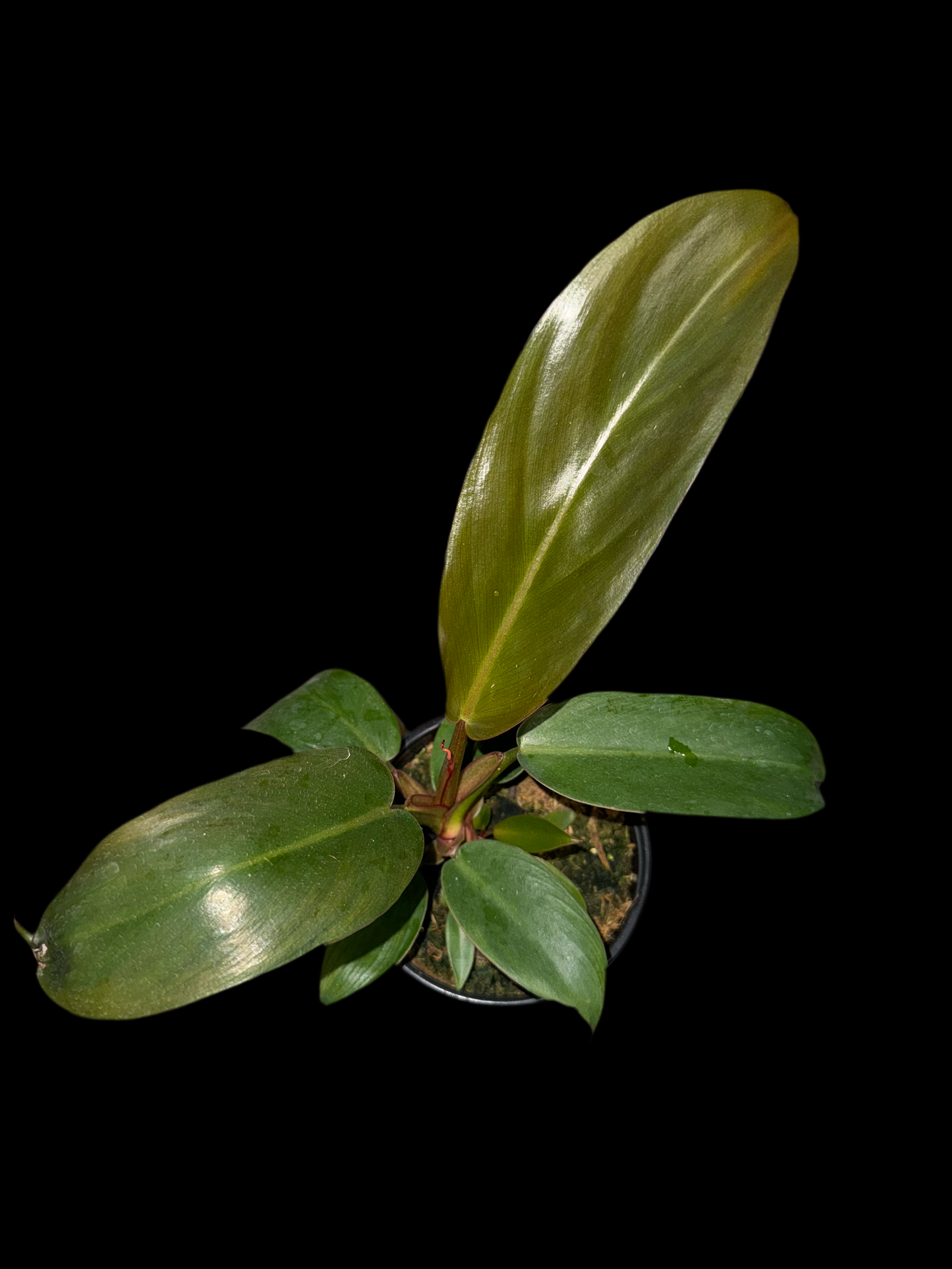 Is a photo of a philodendron Florida bronze 