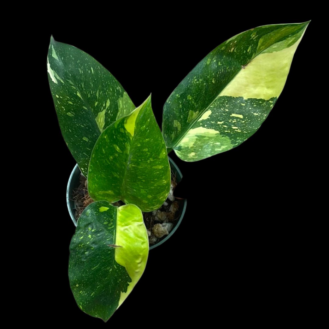 Is a photo of a Philodendron Green congo nuclear