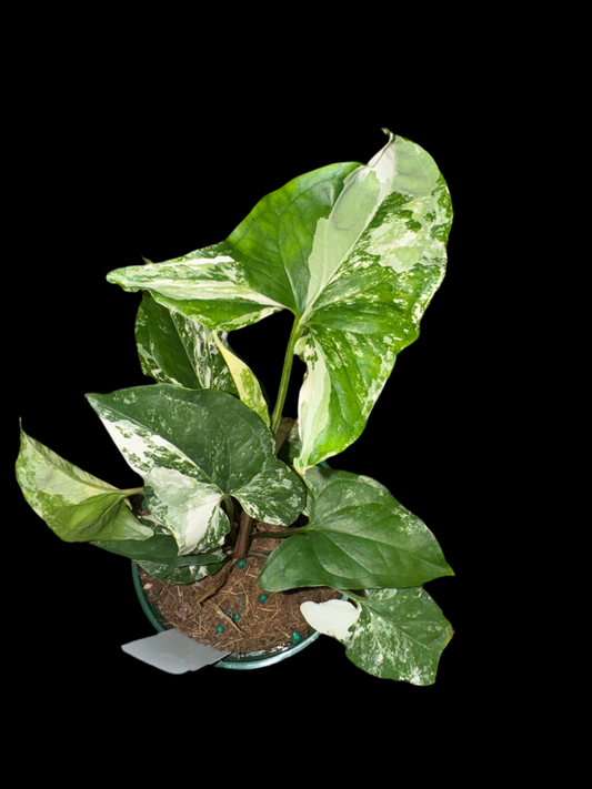 Is a photo of a syngonium albo