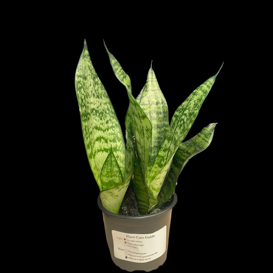 is a photo of snake plant futura superba