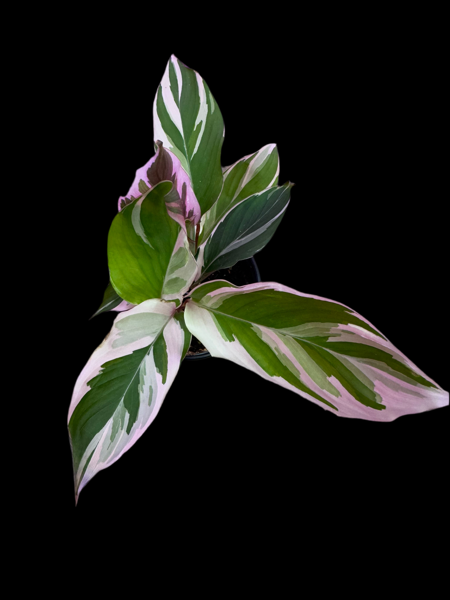 is a photo of an maranta arundinacea with many green to white to light pink variegated leaves.