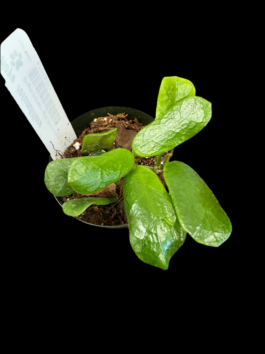 Is a photo of a Hoya rotundiflora