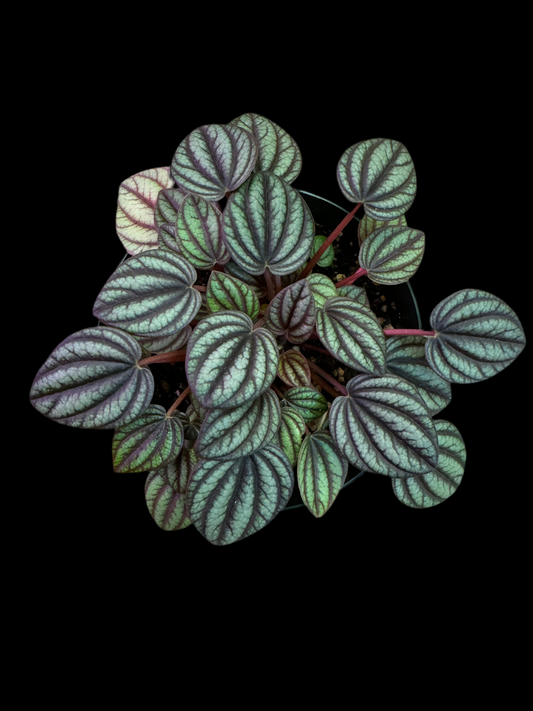 Is a picture of a Peperomia Piccolo Banda 