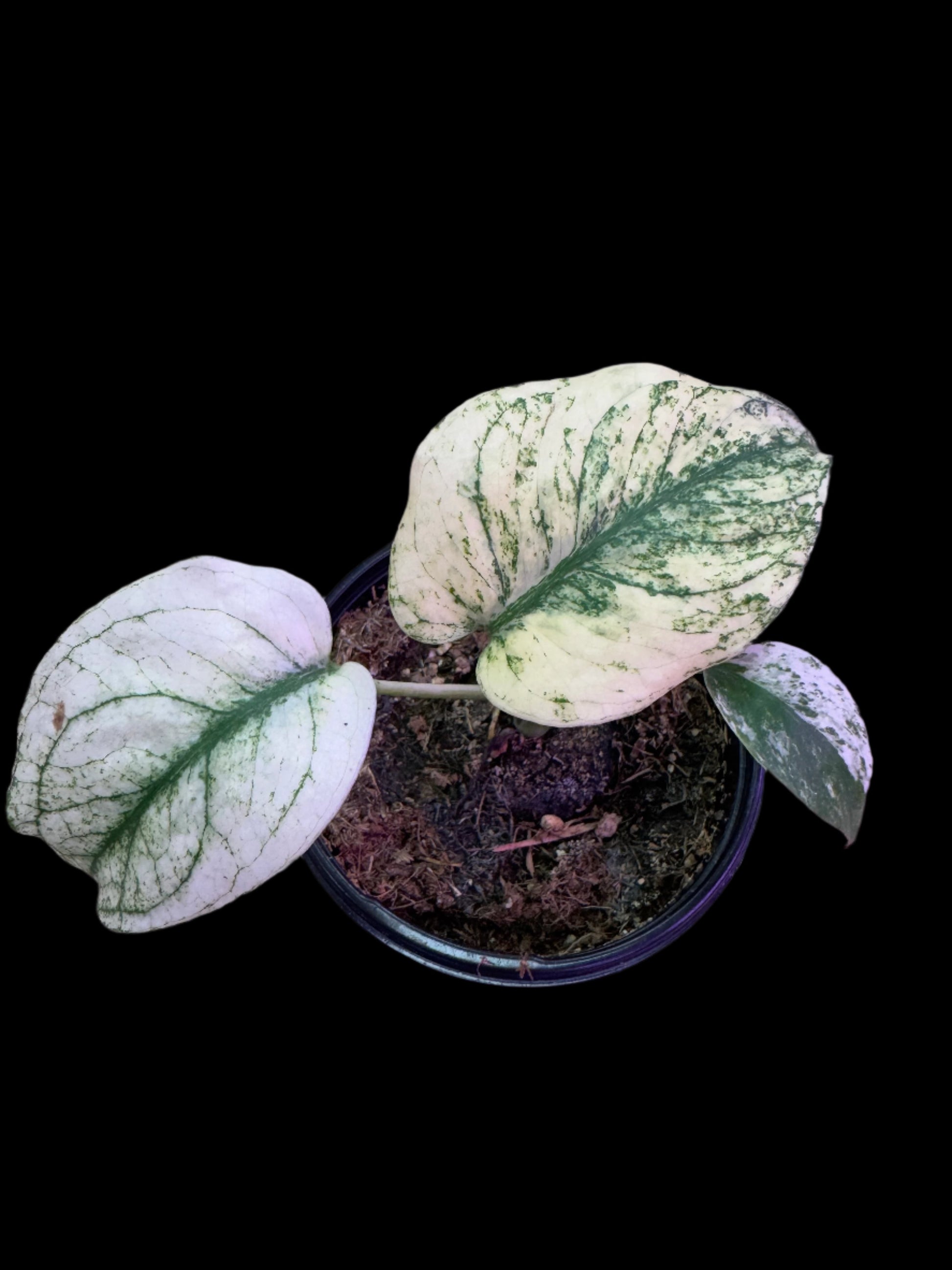 is a photo of a monstera mint with near all white leaf with some green