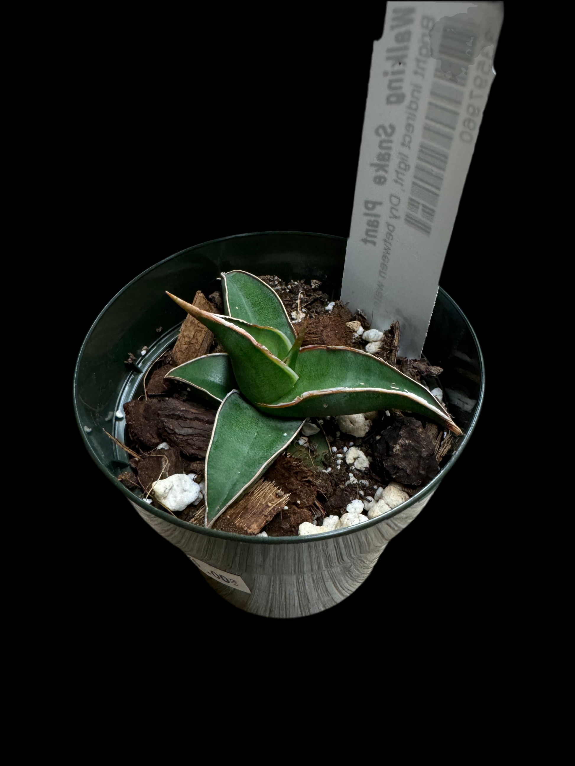 Is a photo of a walking snake plant in a 3” pot