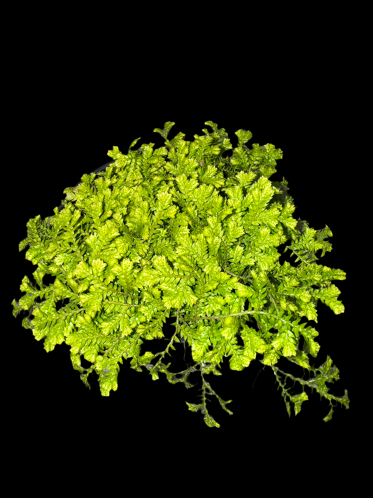 Is a photo of a Club Moss