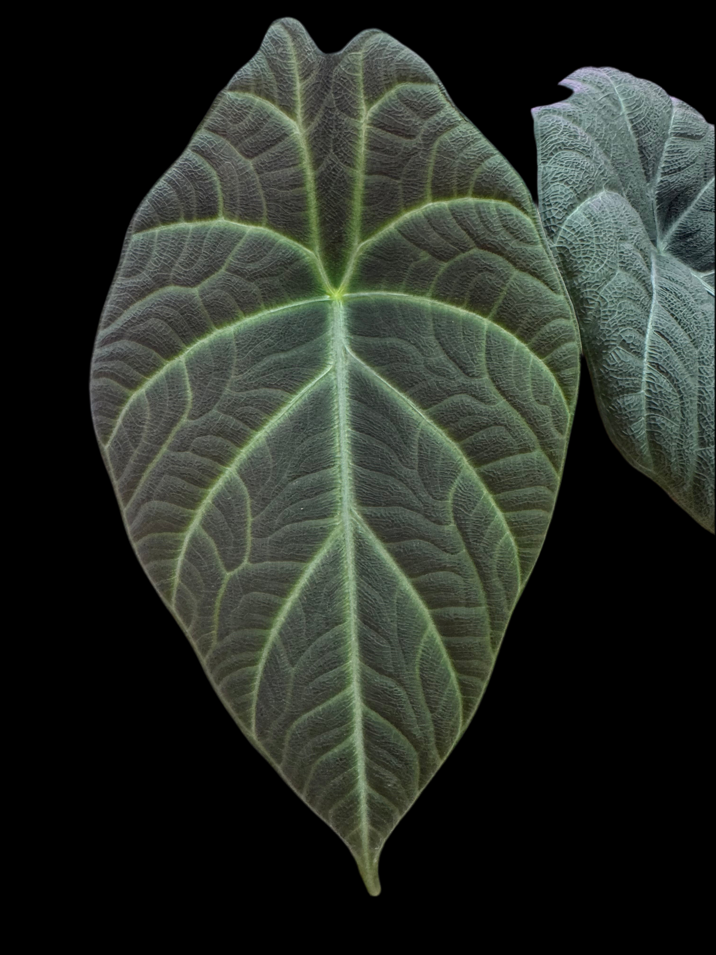 Is a photo of an Alocasia maharani