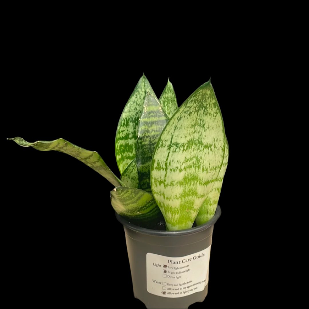 is a photo of snake plant futura superba