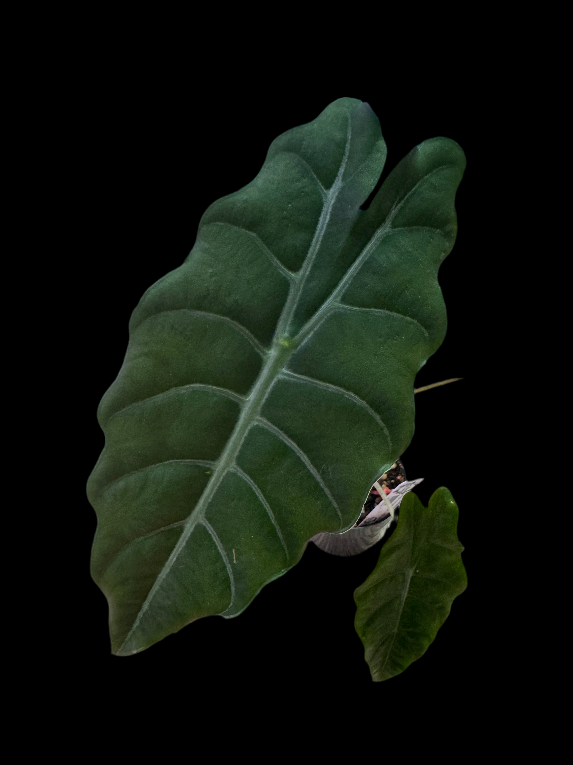 Is a photo of an alocasia chantrierii