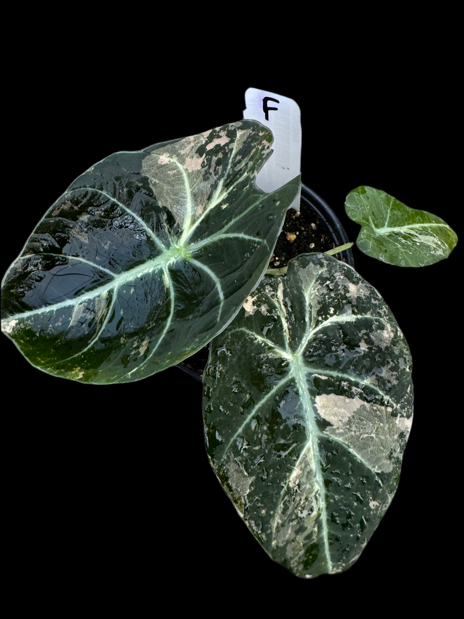 Is a photo of Alocasia Black Velvet variegated option F