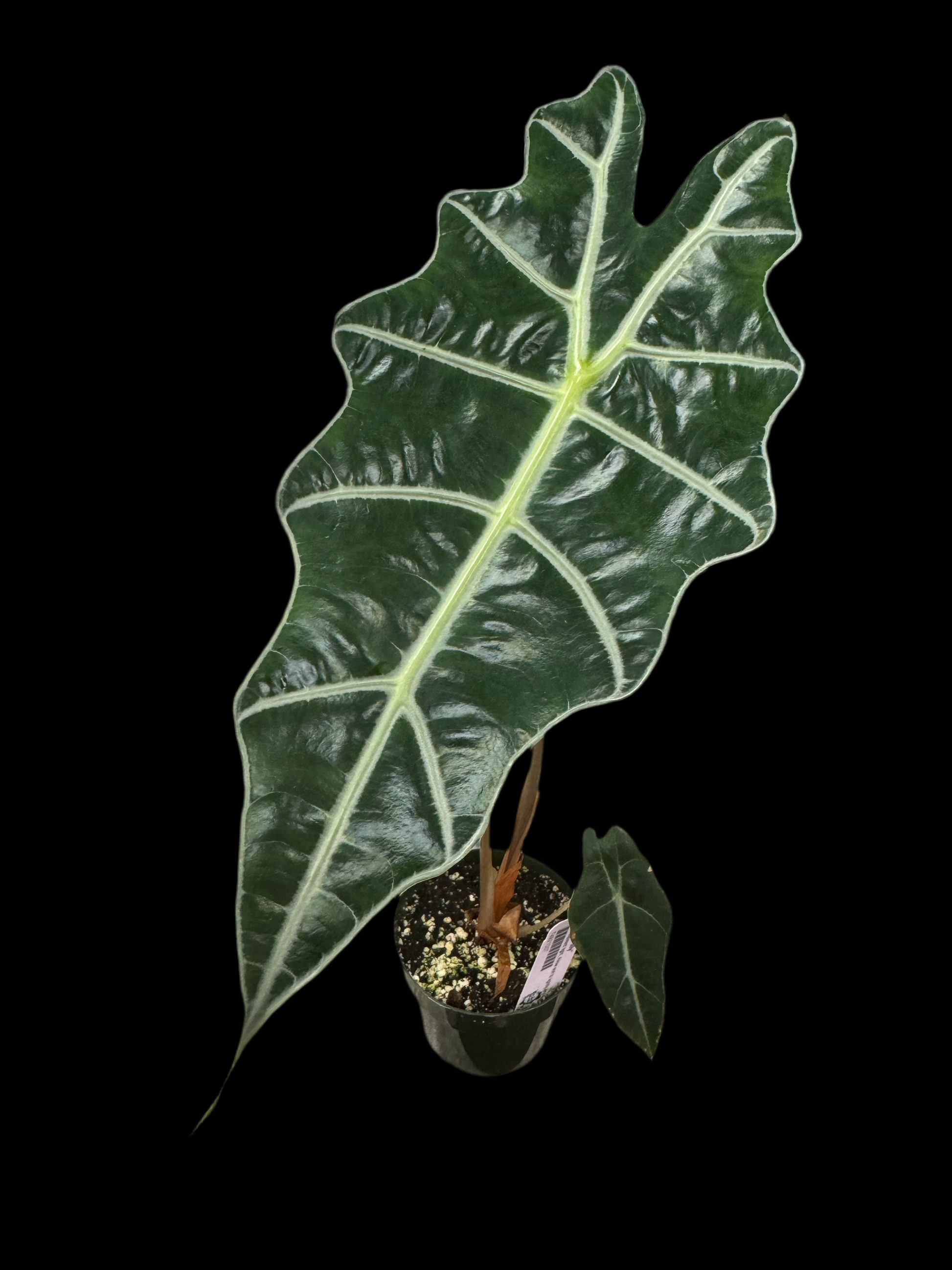 Is a photo of an Alocasia ‘Polly’