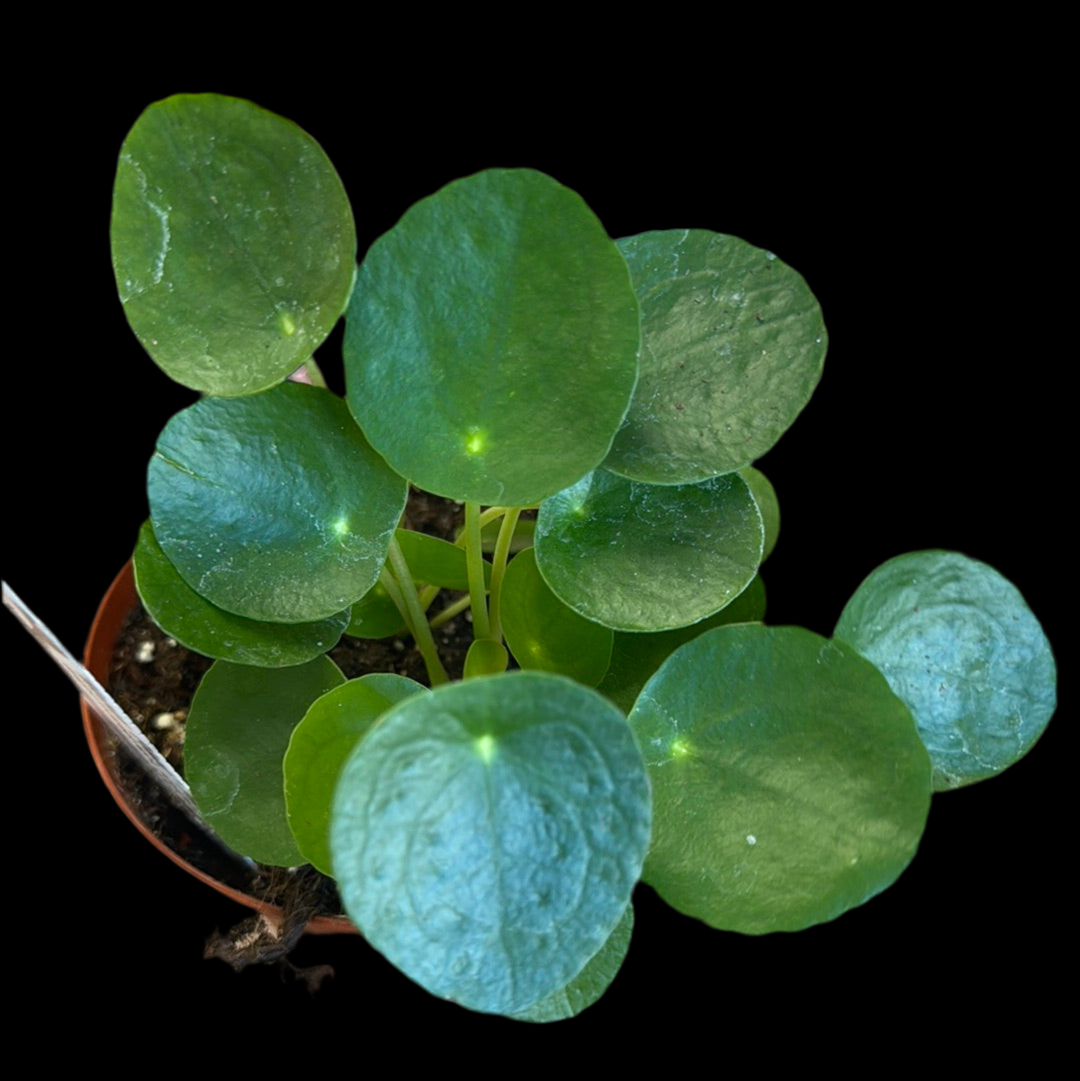 Is a photo of pilea ‘Money Plant’ 