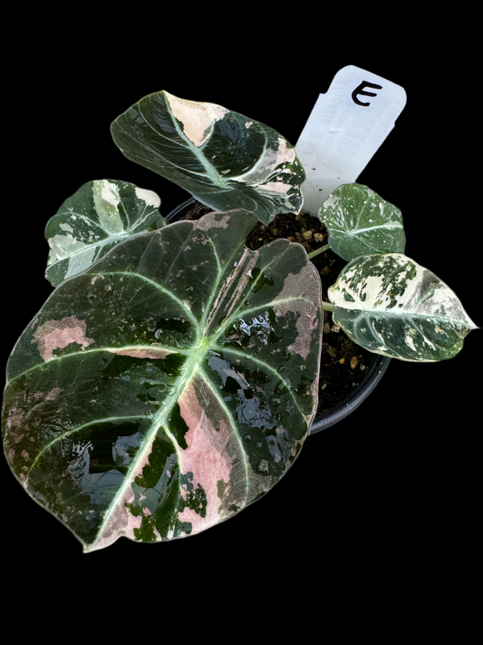 Is a photo of Alocasia Black Velvet variegated option E