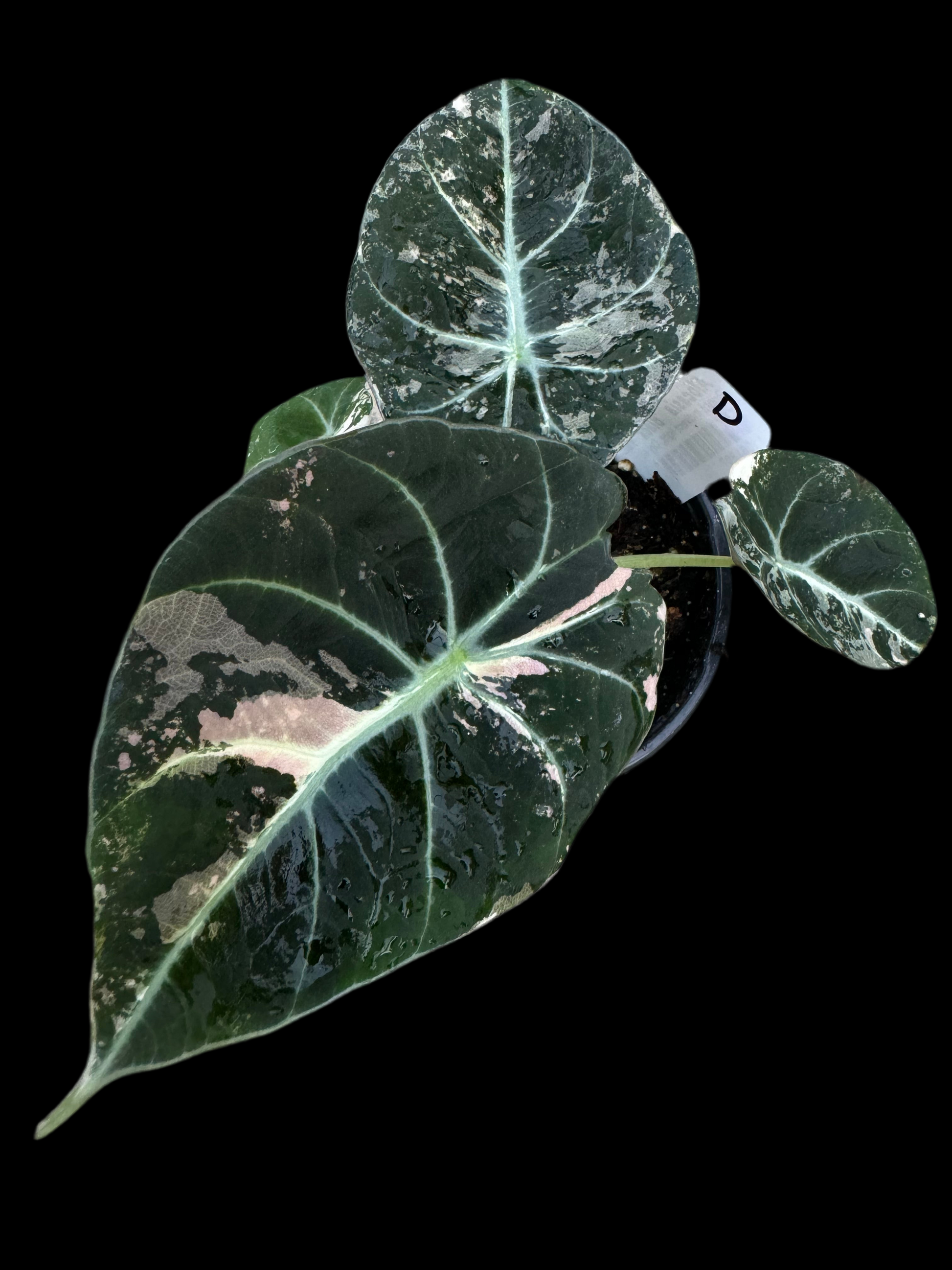 Is a photo of Alocasia Black Velvet variegated option D