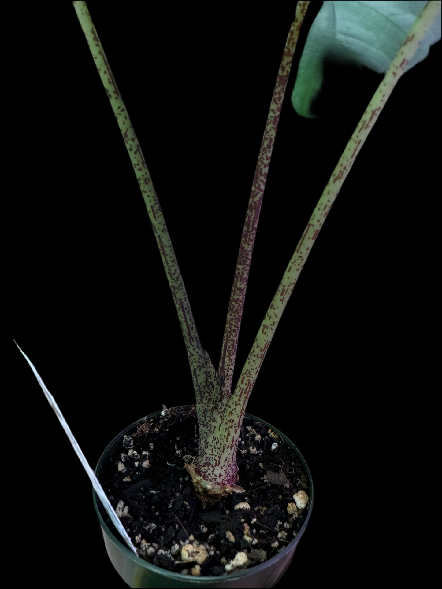 Is a photo of Alocasia blue dragon red speckled stems