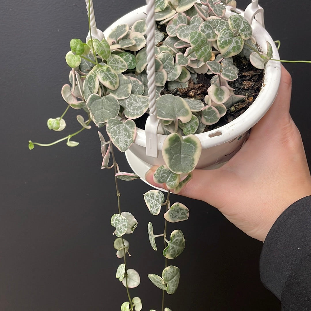 Example of variegated string of hearts in 4.5” hanging basket