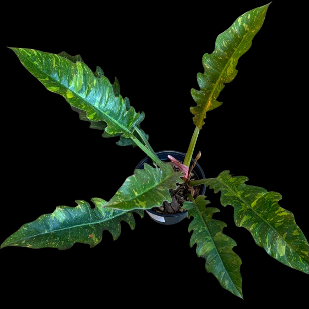 is a photo of a Philodendron 'Ring of Fire' 6” plant