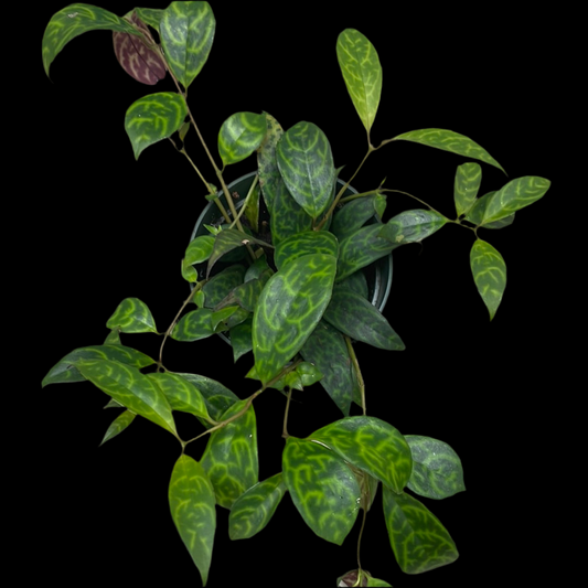 Is a photo of an Black pagoda Lipstick plant