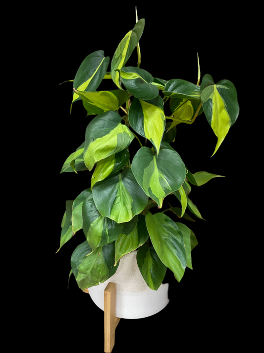 is a photo of a Philodendron Brazil