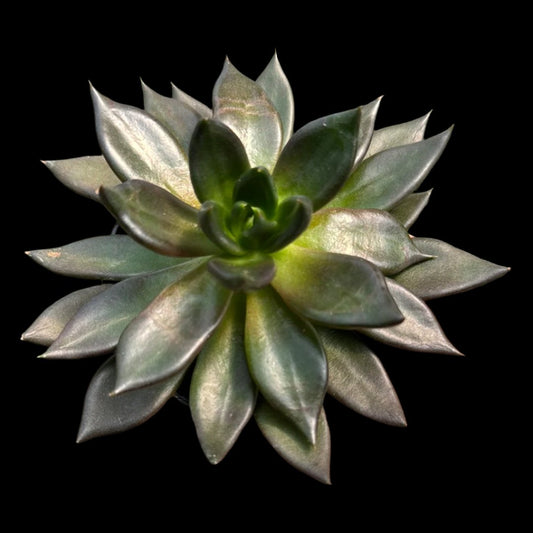 Example of Echeveria 'Black Prince' in 4" pot