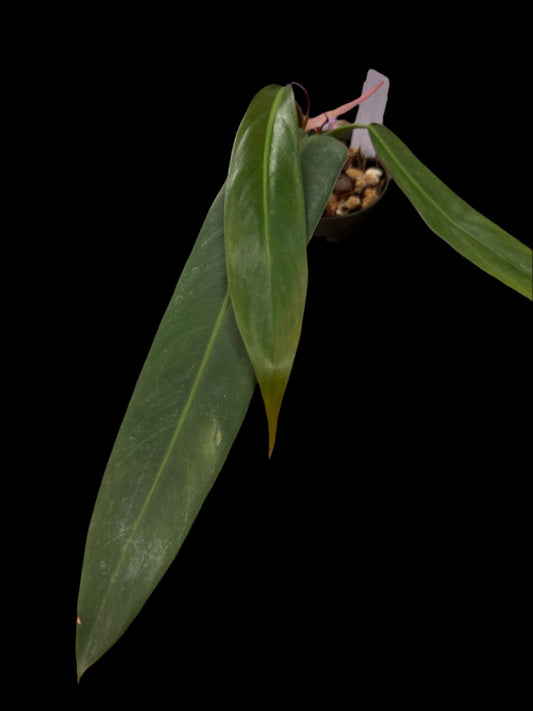 is a photo of a philodendron bicolor