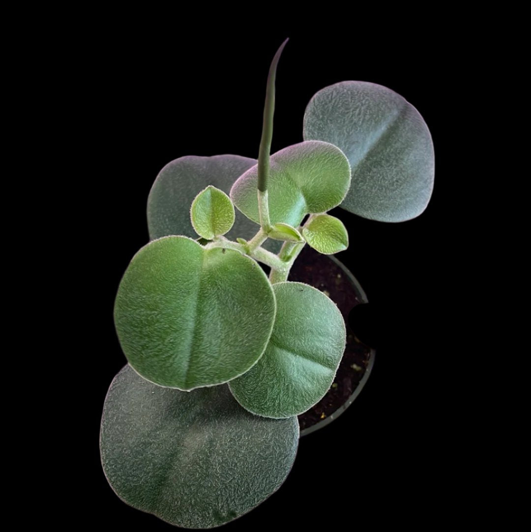 is a photo of a peperomia amazon fuzz