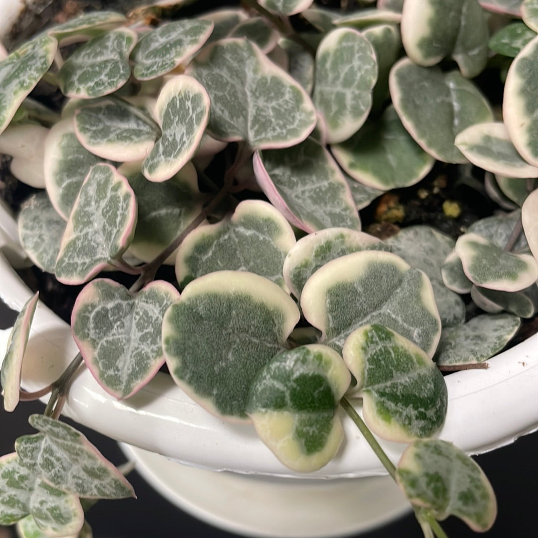 Example of variegated string of hearts in close up