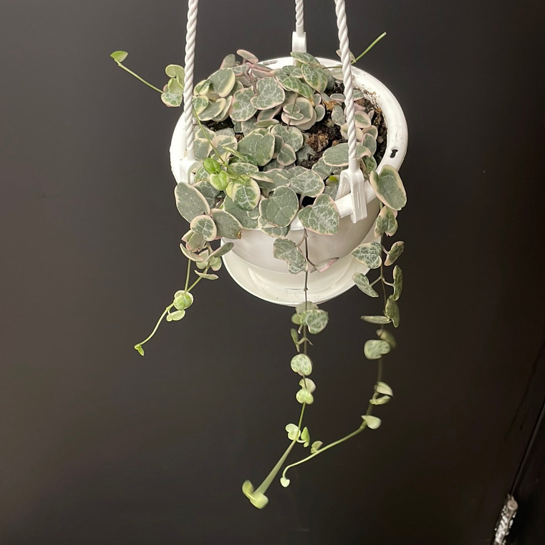 Example of variegated string of hearts in 4.5” hanging basket