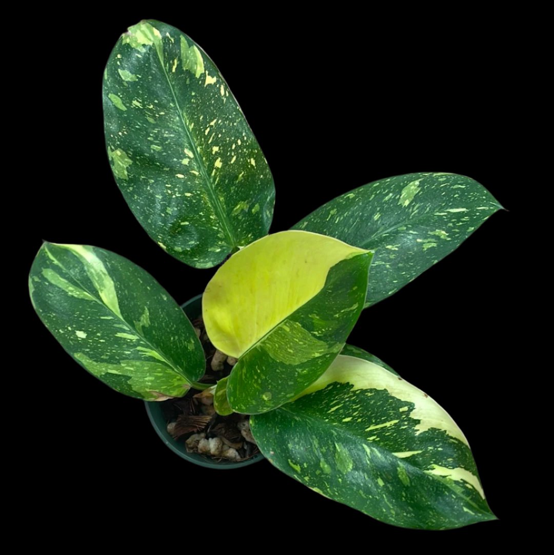 Is a photo of a Philodendron Green congo nuclear