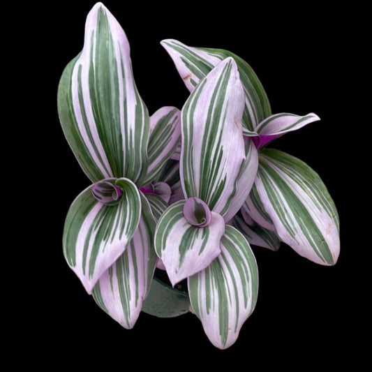 is a photo of a Tradescantia bubblgum