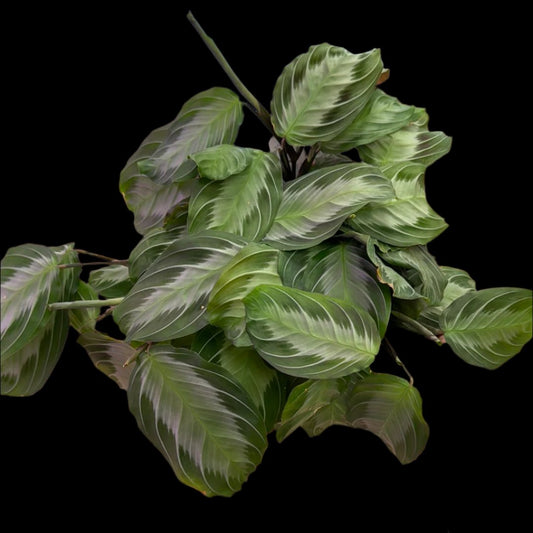 is a photo of a Silver Band prayer plant 