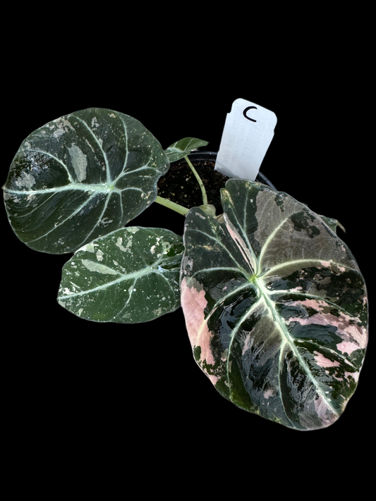 Is a photo of Alocasia Black Velvet variegated option C