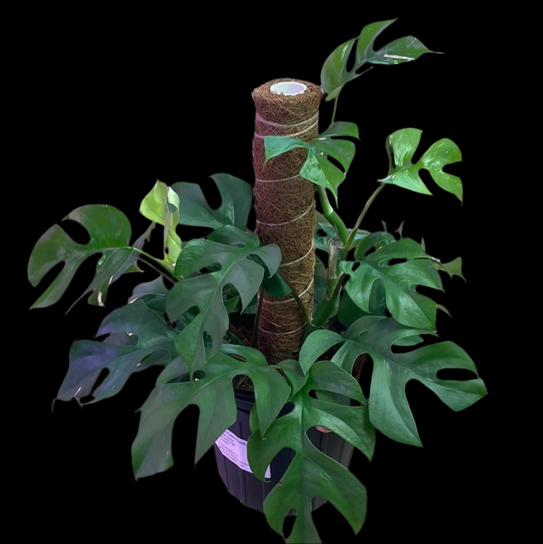 is a photo of a Mini Monstera on a coir & moss pole