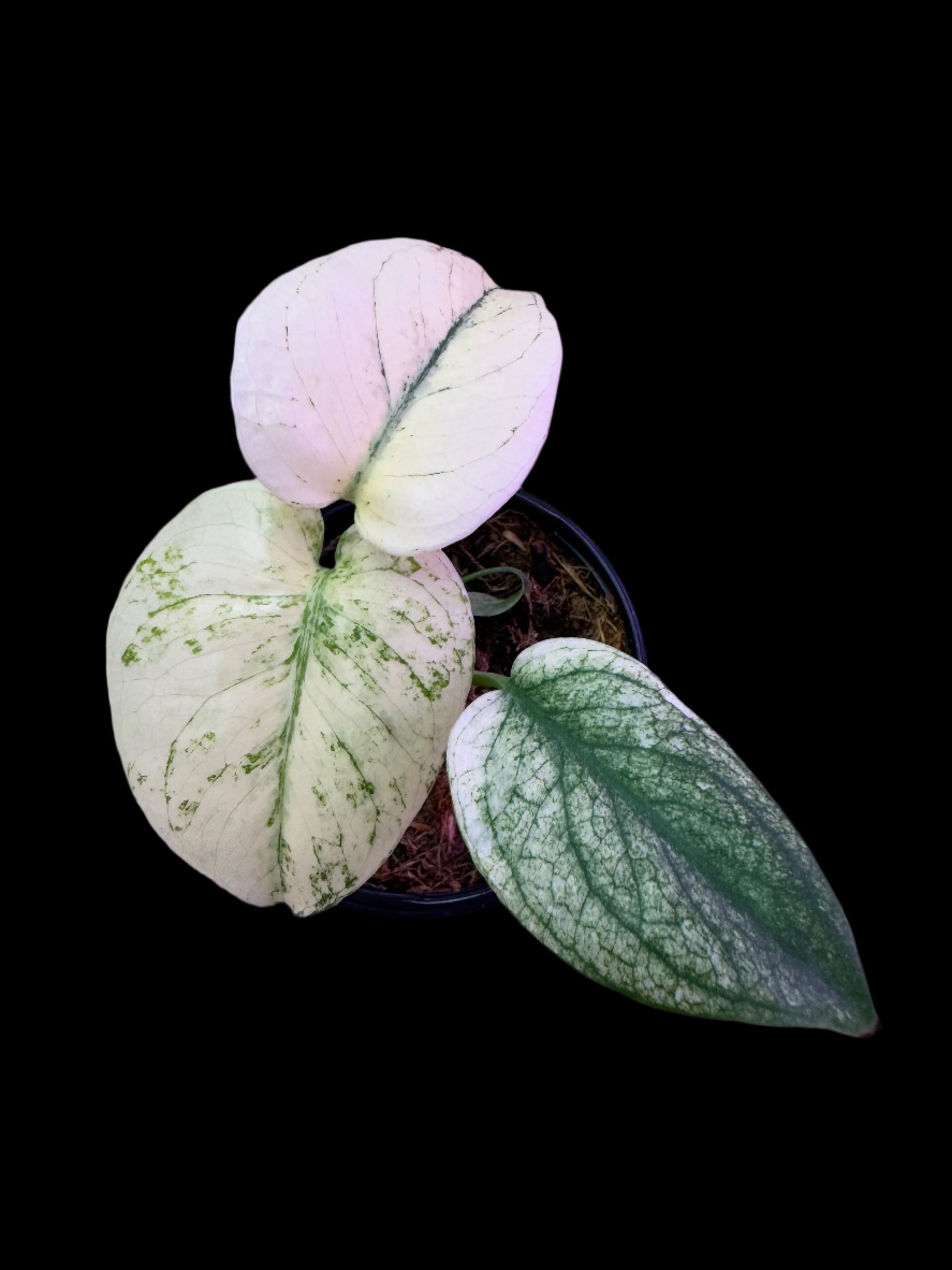 is a photo of a monstera mint with near all white leaf with some green