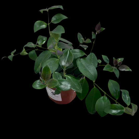 Is a photo of a monsa Lisa lipstick plant in a 4” nursery pot