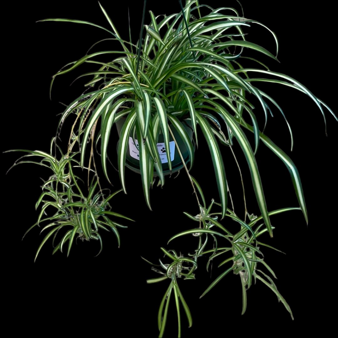 'Planta araña' Chlorophytum comosum