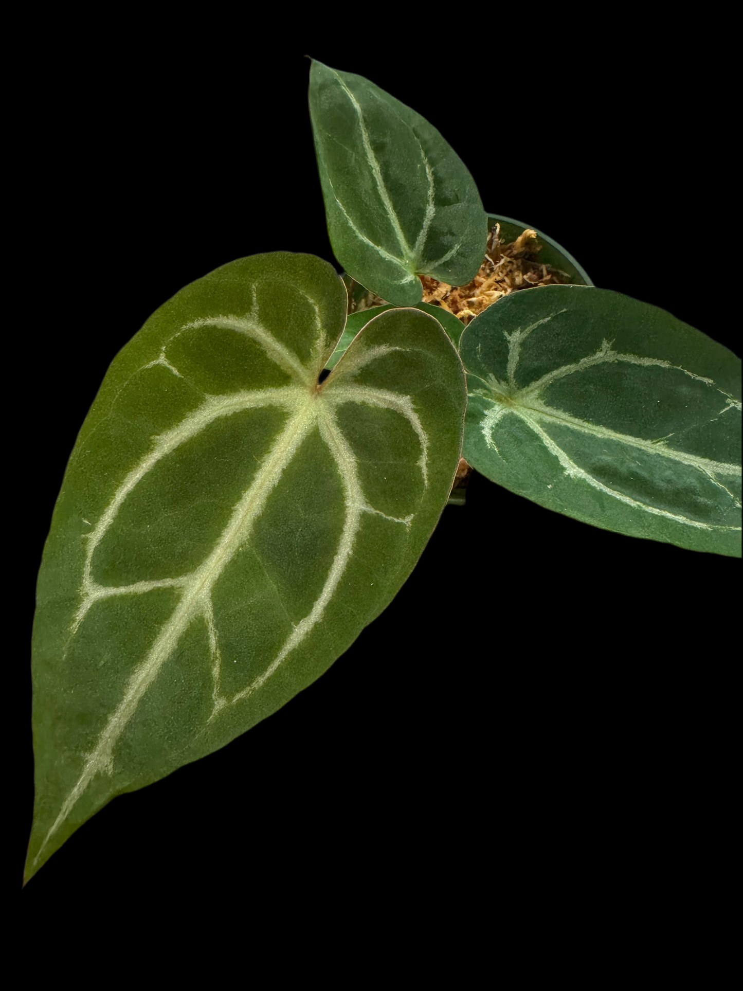 Is a photo of an Anthurium crystallinum x Unknown with slightly elongated heart shaped leaves and silver veining