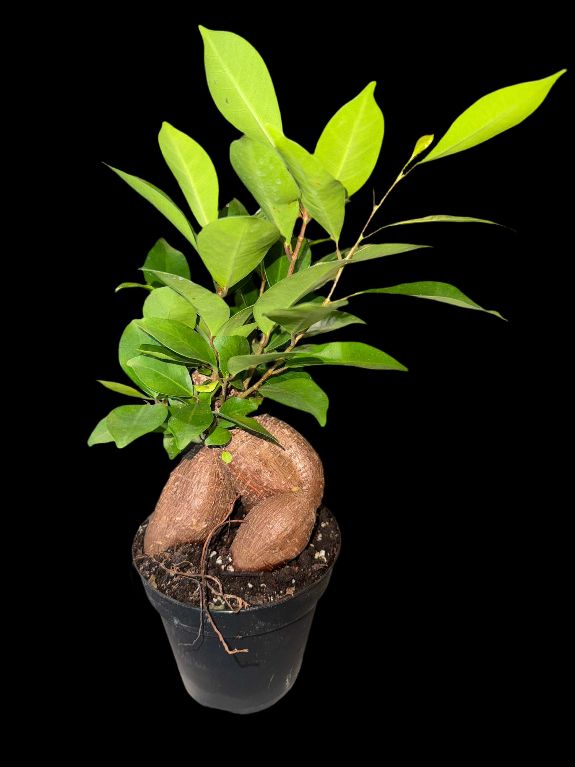 Is a photo of a Ficus ginseng bonsai tree