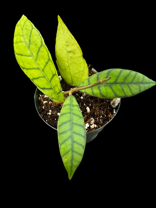 Is a photo of a Hoya callistophylla 