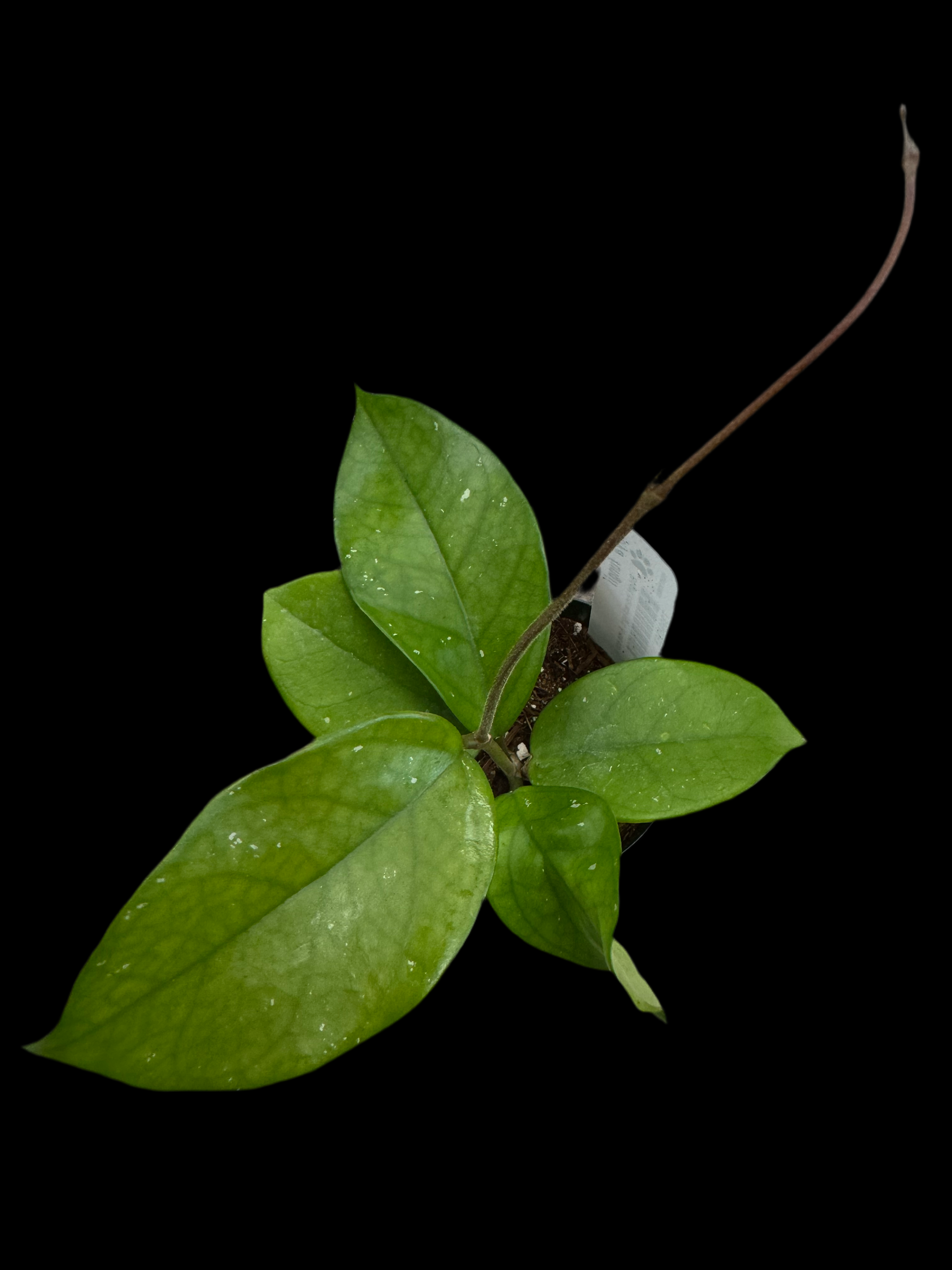 Is a photo of a Hoya fungii