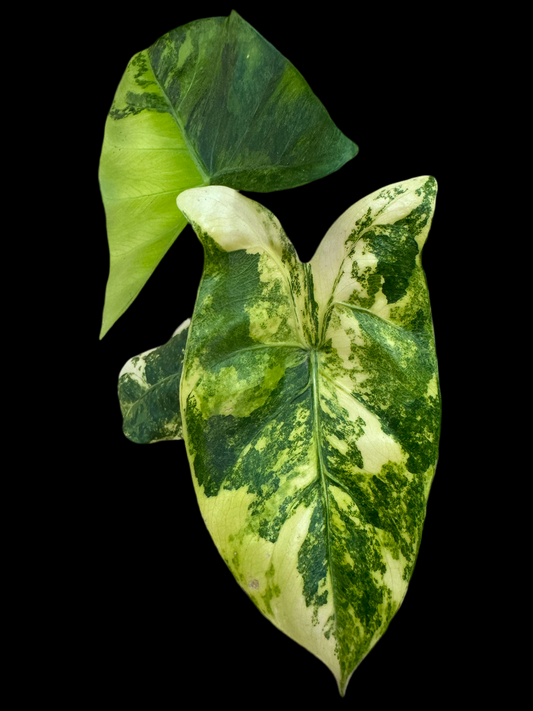 Is a photo of an Alocasia ‘Moracco’ variegated in 4” pot