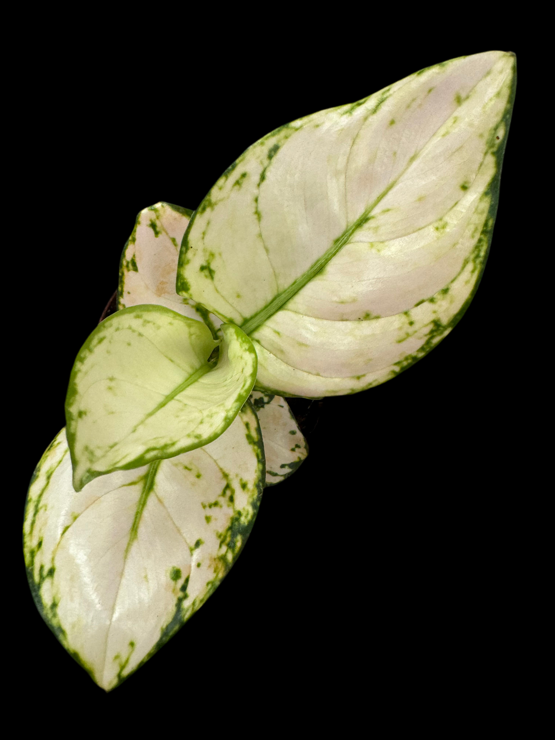 Is a photo of an aglaonema super white