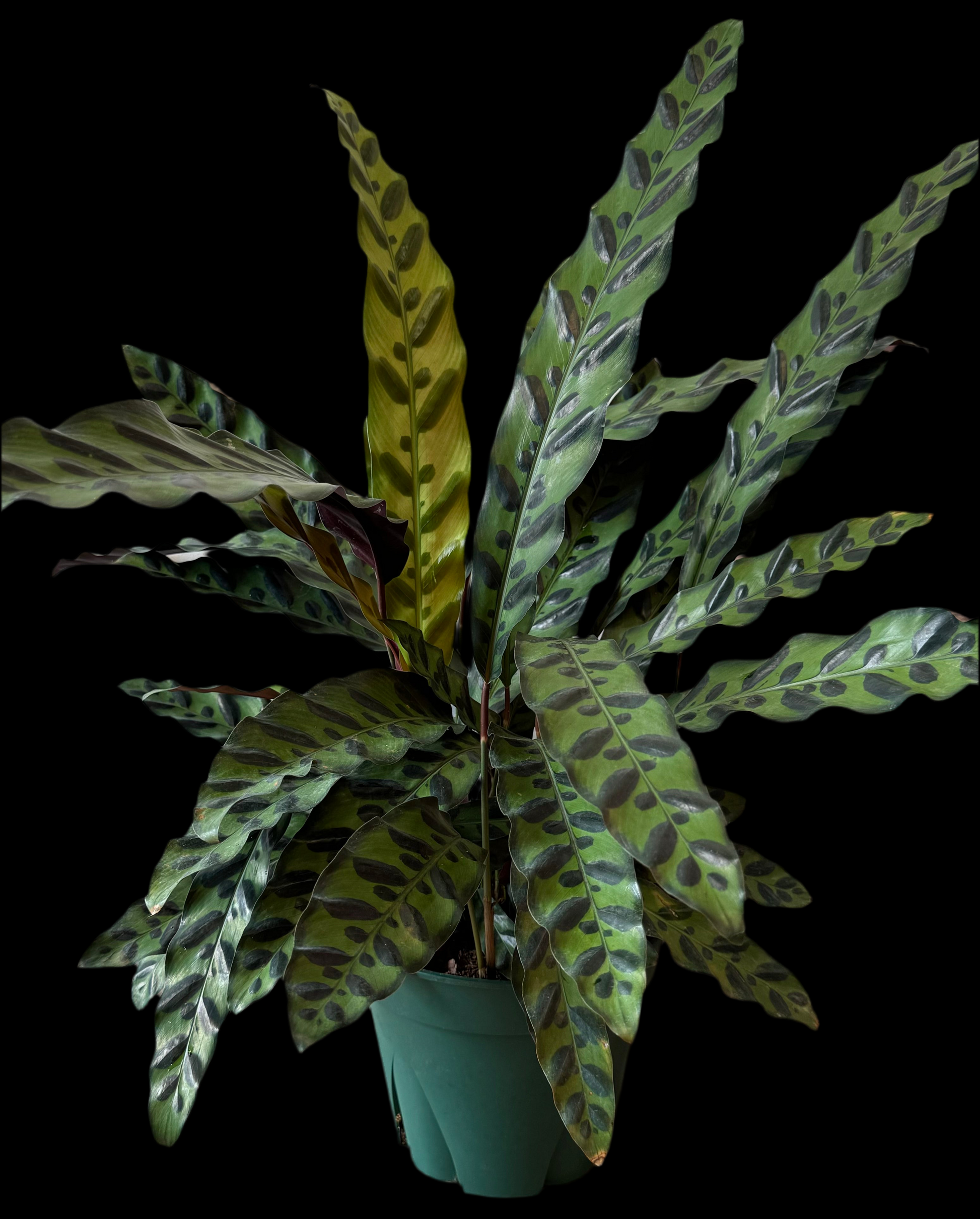 Is a photo of a calathea rattlesnake in 8” pot