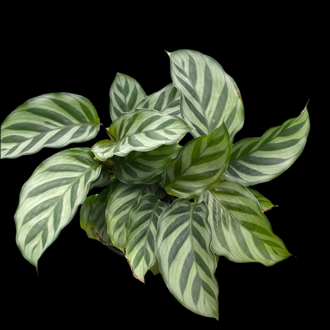 Is a photo of a calathea Freddie