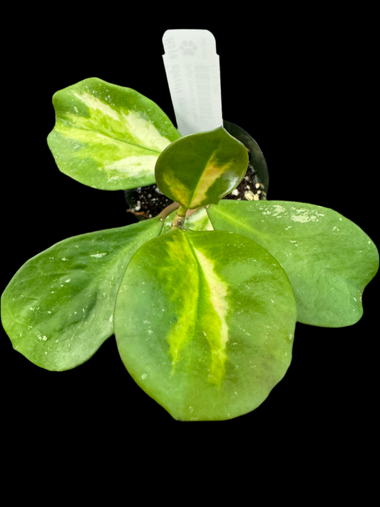 Hoya obovata abigarrada