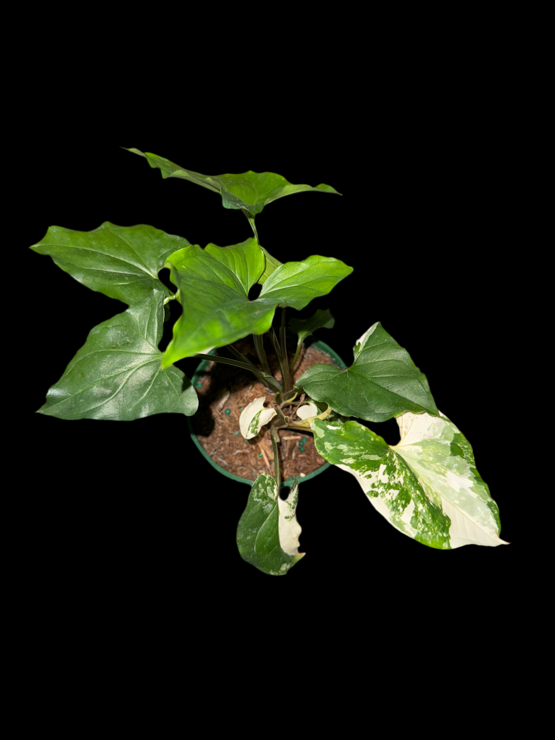 Is a photo of a syngonium albo low variegation