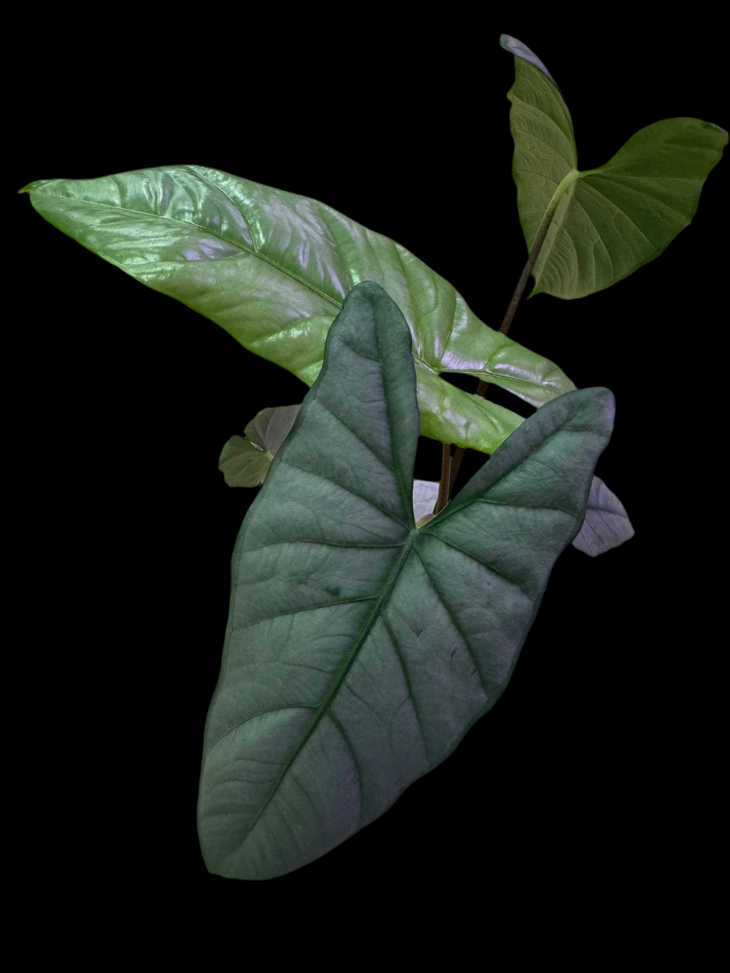 Is a photo of Alocasia Corazon 