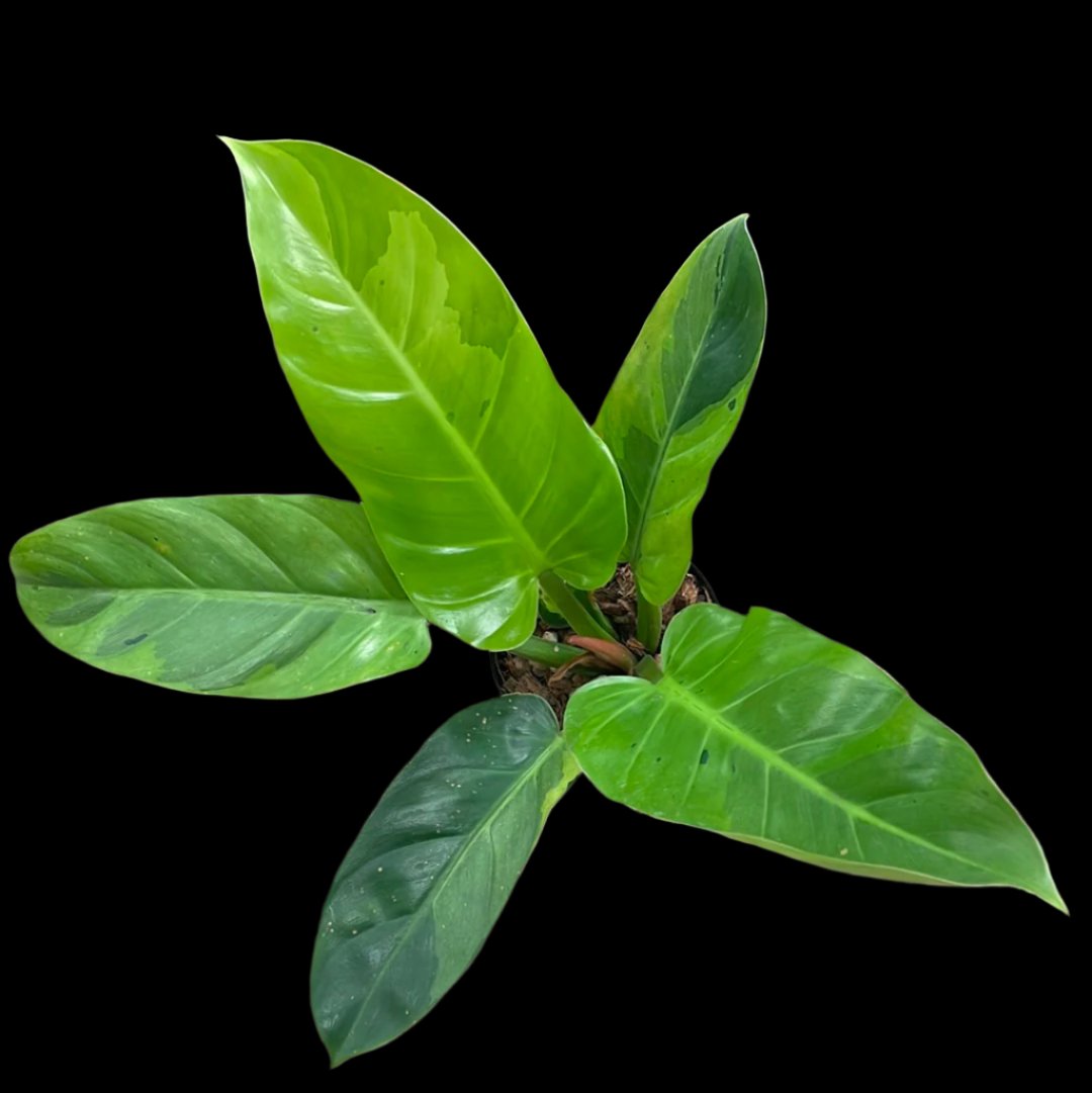 is a photo of a philodendron rui sub