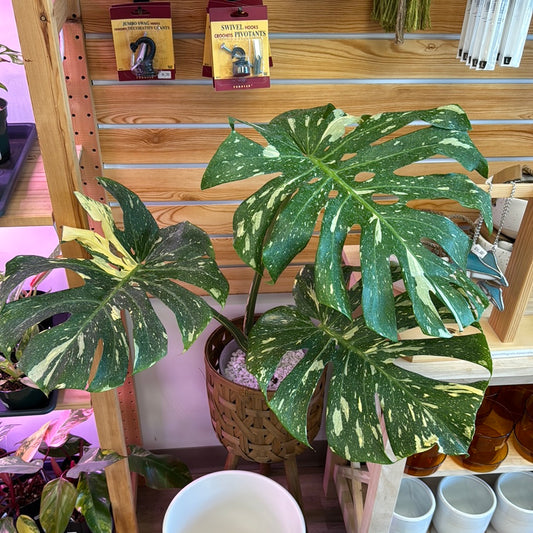 Example of Monstera ‘Thai Constellation’ in 8” clear pot rooted in perlite, pictured in a plant stand (sold separately)